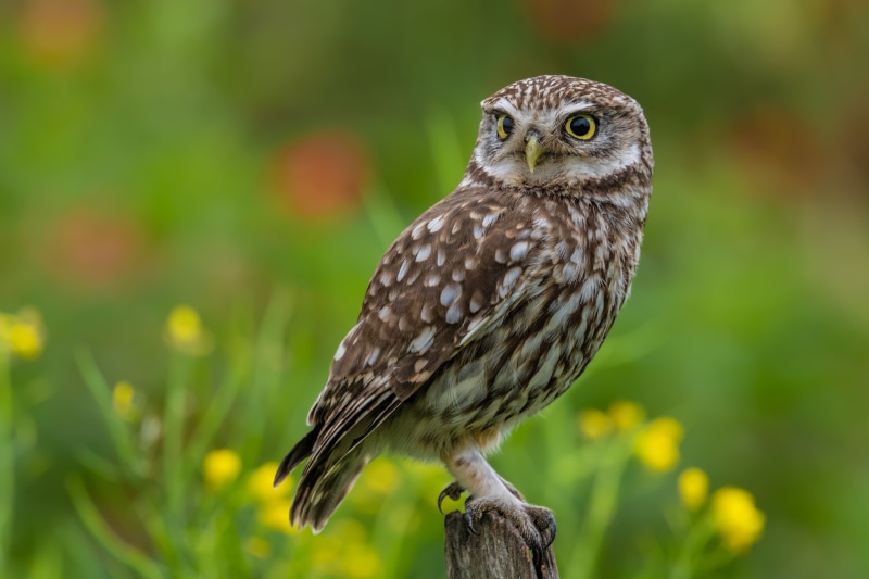 Little owl perched on a wooden post with yellow flowers