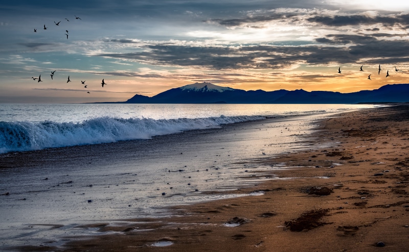 Birds flying over a beach with mountains at sunset