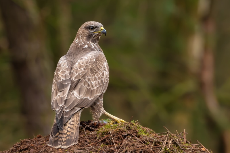 Common Buzzard Hawk Bird Closeup