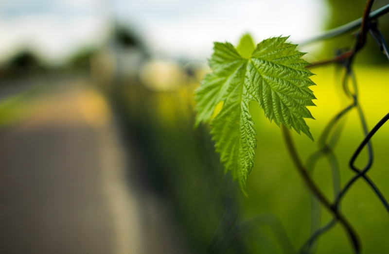 Green Leaf on a Fence