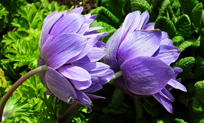 Two purple Anemone flowers in bloom
