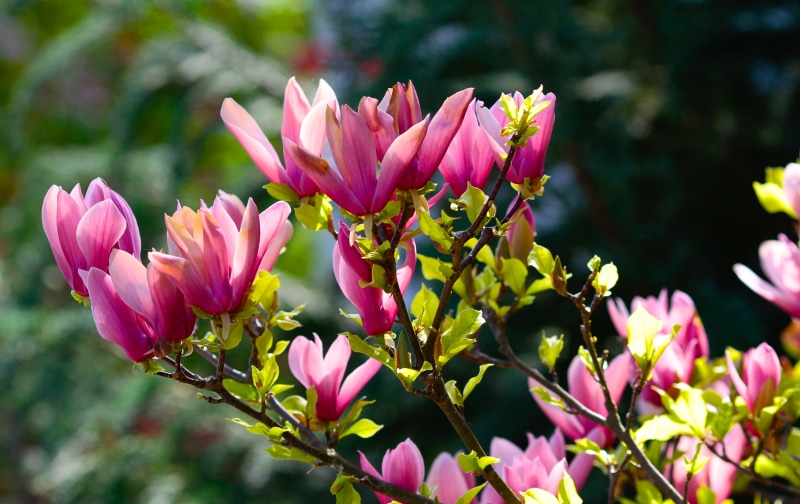 4K Pink Magnolia Branches Bokeh