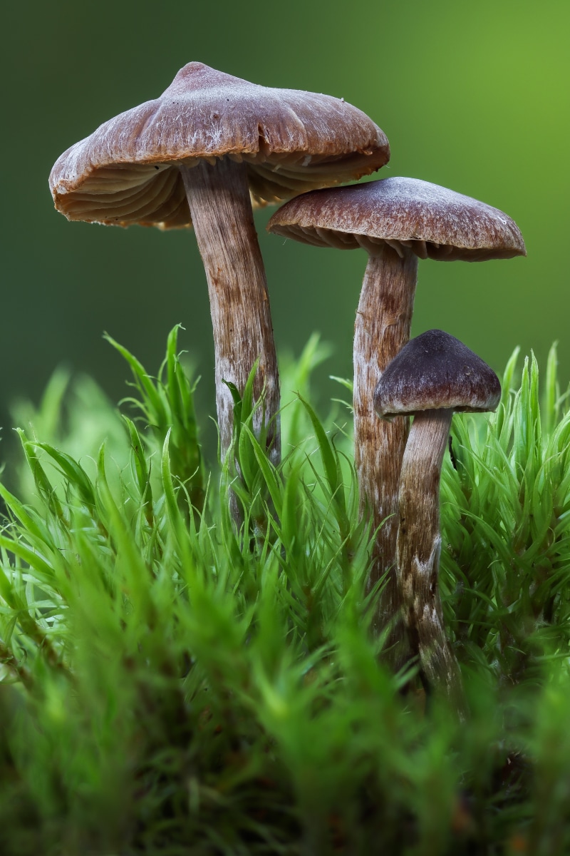 Three mushrooms growing in moss