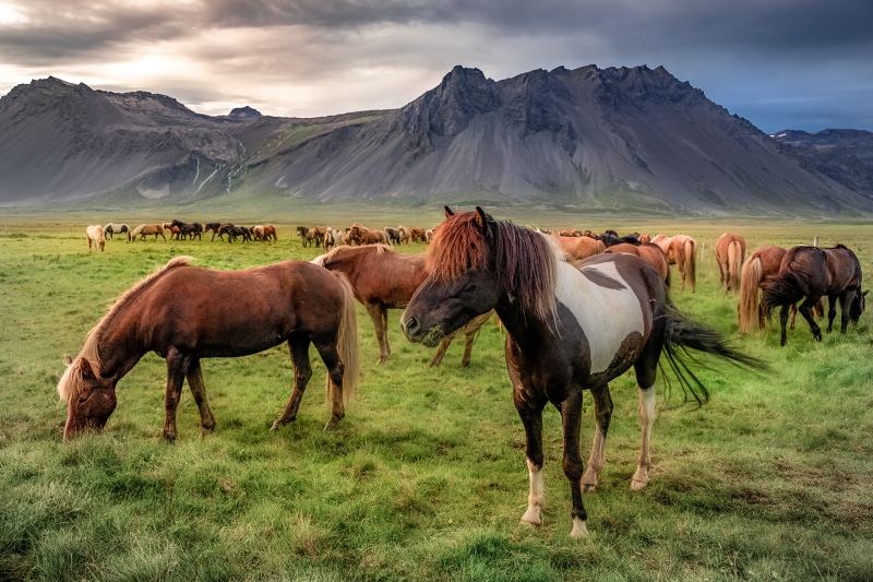 Horses grazing in a field with mountains in Iceland