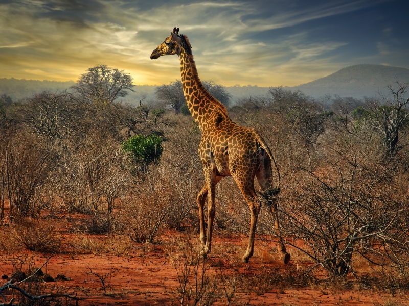 Giraffe walking in African savanna at sunset