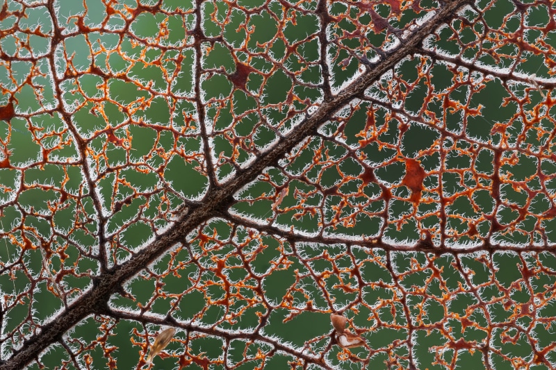 Macro view of a decaying leaf skeleton