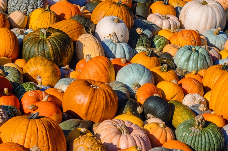 Many Multicolor Pumpkins