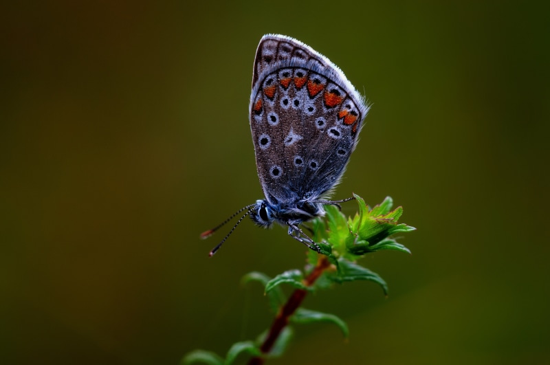 Close-up of a Common Blue Butterfly on a plant