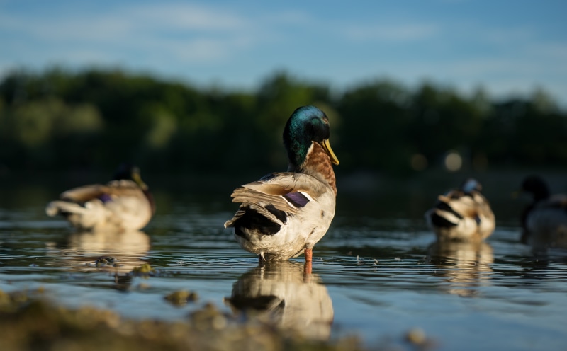 Mallard Ducks in Water with Bokeh