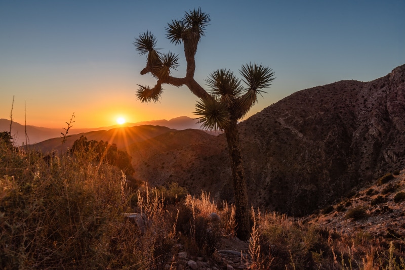 Joshua Tree National Park Sunrise with Joshua Tree