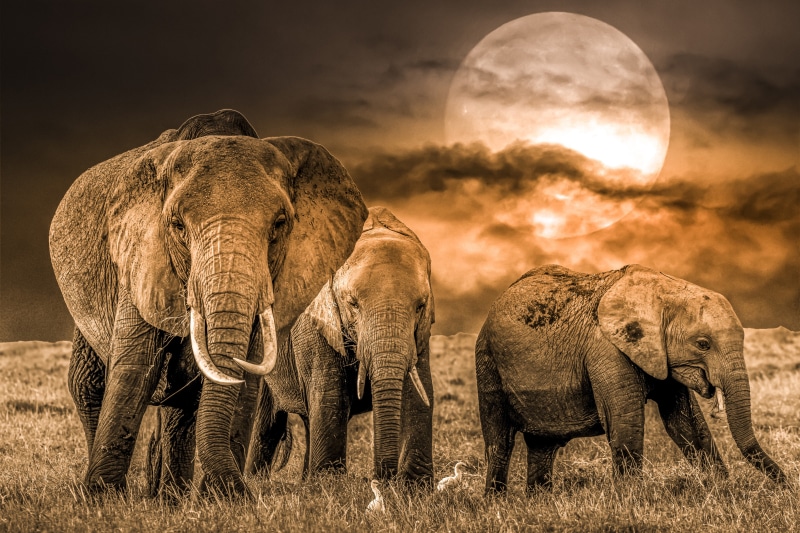 Elephants under a large moon