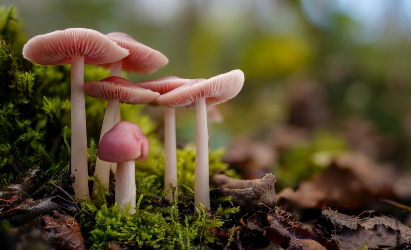 Mycena Rosea Mushrooms on Moss