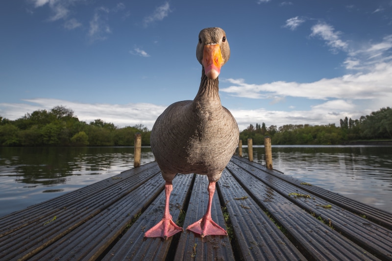 Goose standing on a wooden dock by a lake
