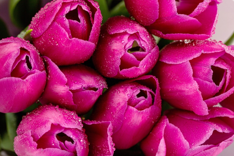 Close-up of pink tulips with water drops