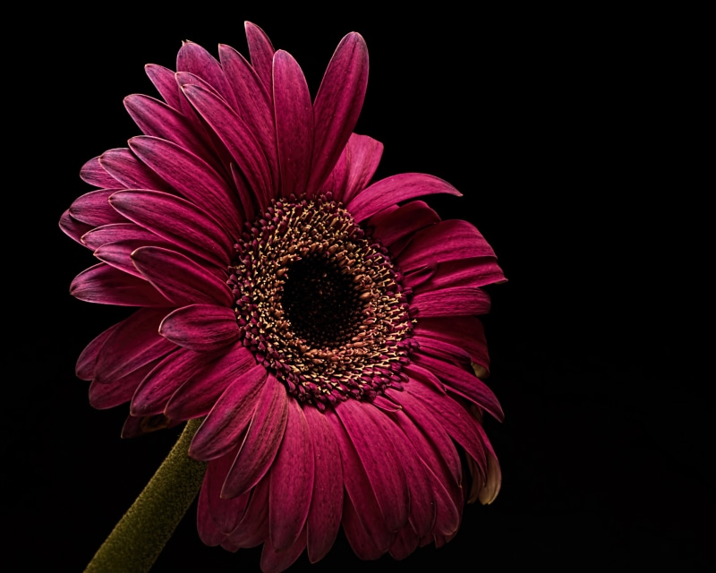 Close-up of a deep pink Gerbera daisy against a black background