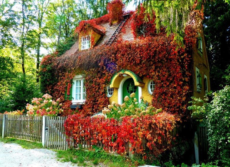 Yellow house covered in red ivy with a wooden fence