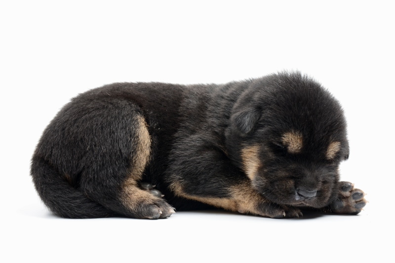 German Shepherd Puppy Lying Down on White Background