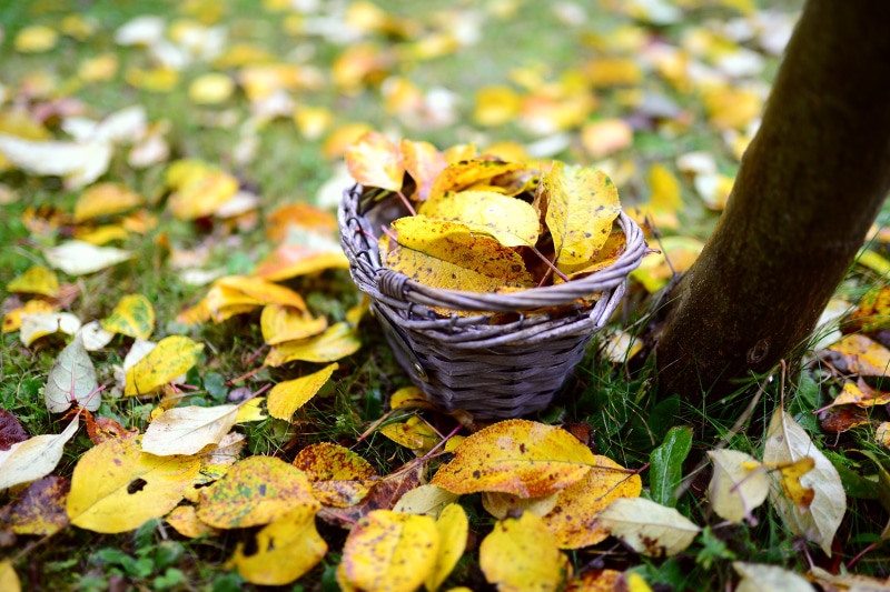 Autumn leaves in a wicker basket on grass