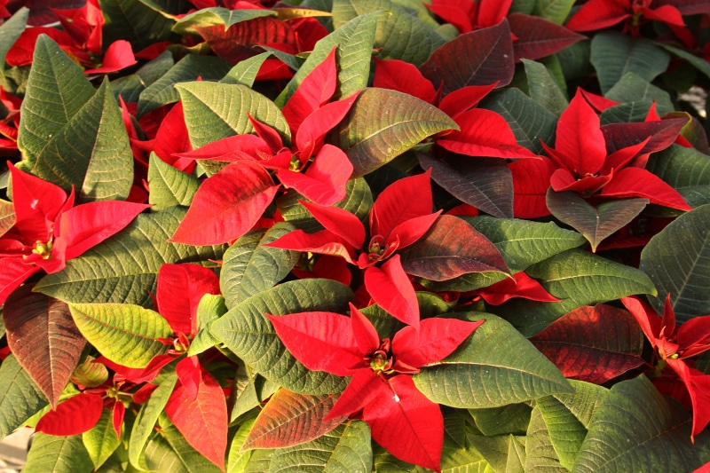 Red and Green Poinsettia Foliage Closeup