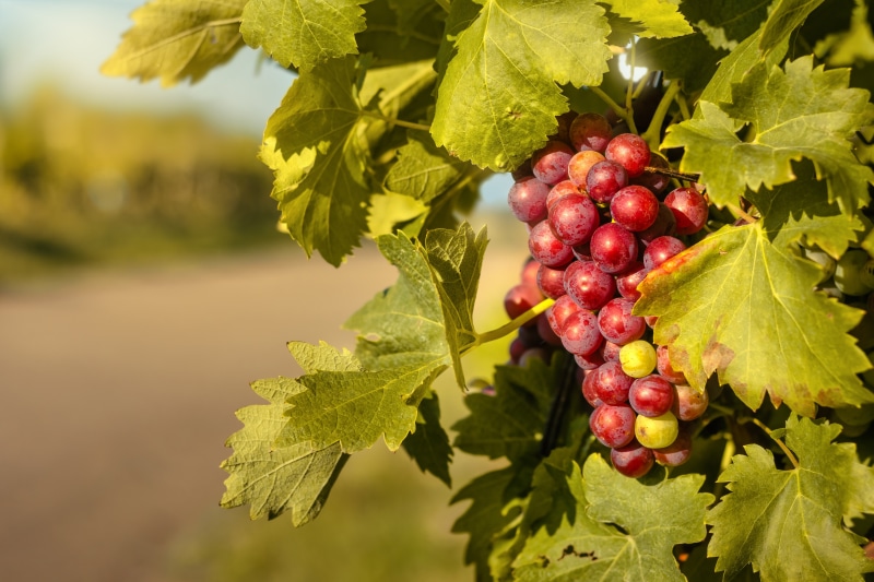 Grapes on Branches with Foliage