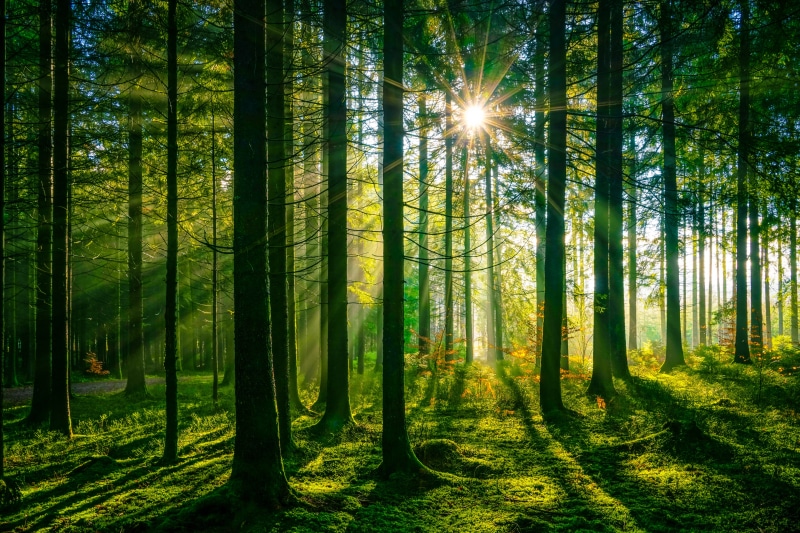 Sunlight Rays in Schwarzwald Forest, Germany