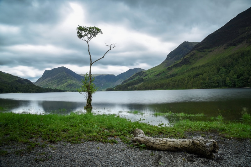 Tree in Lake District National Park, Cumbria, England