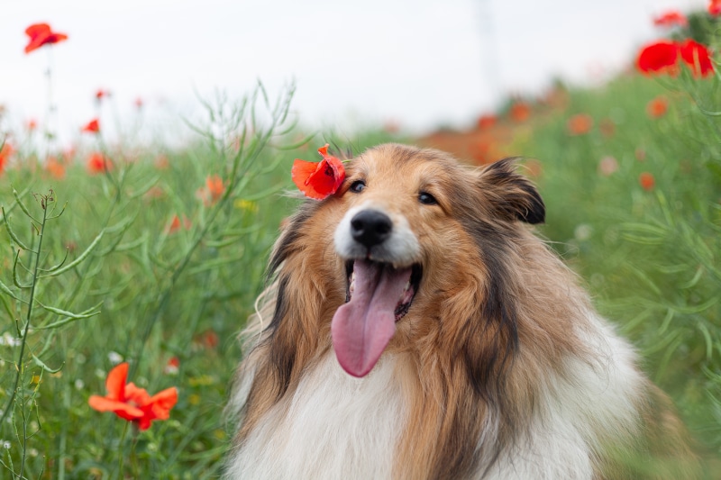 Collie dog with poppy flower in a field of poppies