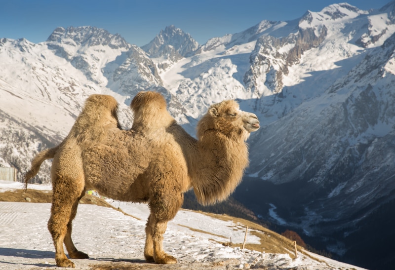 Camel in Snowy Mountains