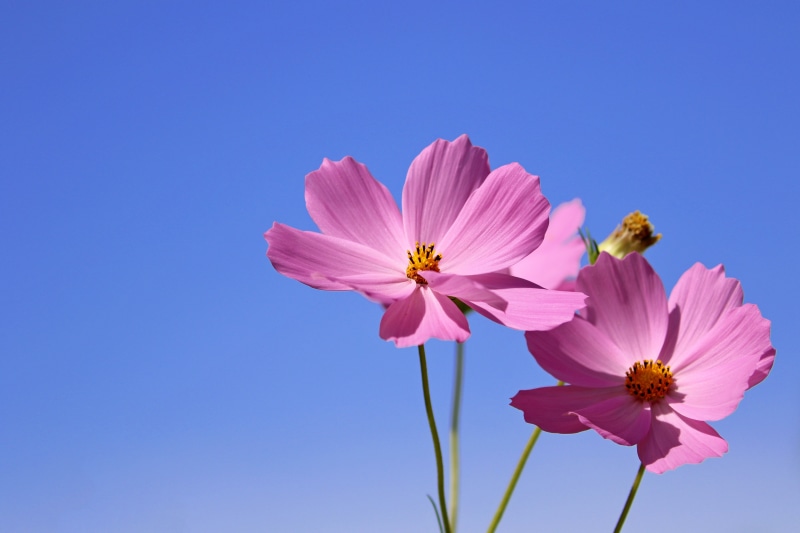 Two pink cosmos flowers against a blue sky