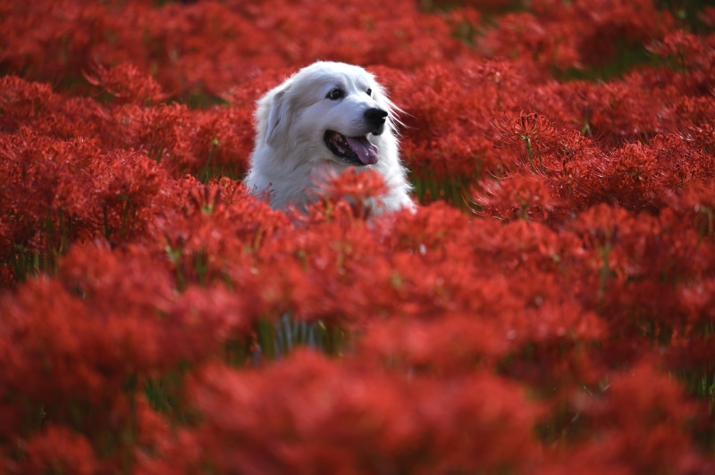 Pyrenean Mountain Dog in Red Flowers