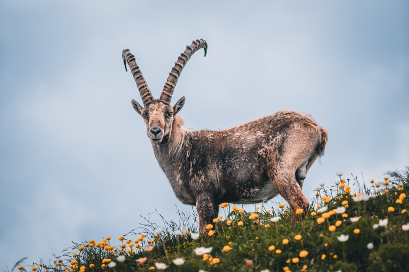 Siberian Mountain Goat with Large Horns in a Field of Flowers