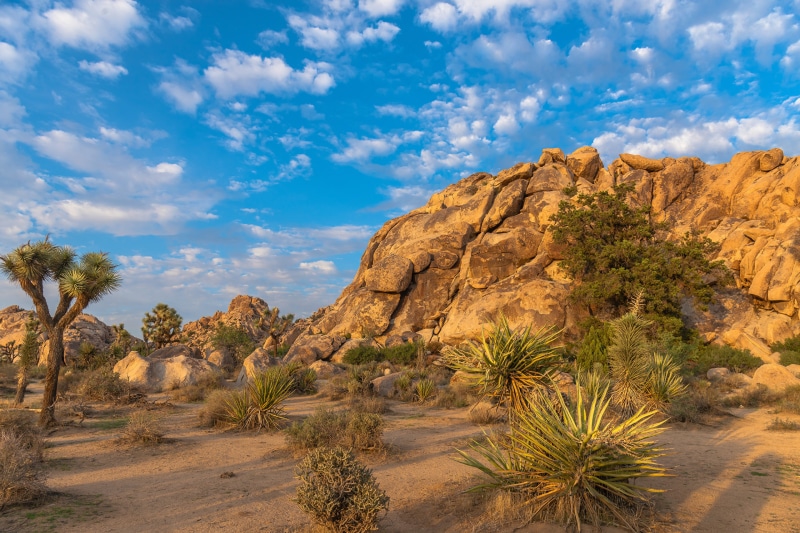 Joshua Tree National Park Landscape with Rocks and Plants