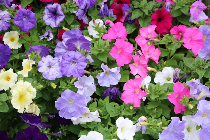 A close-up of a multicolor petunia flower bed