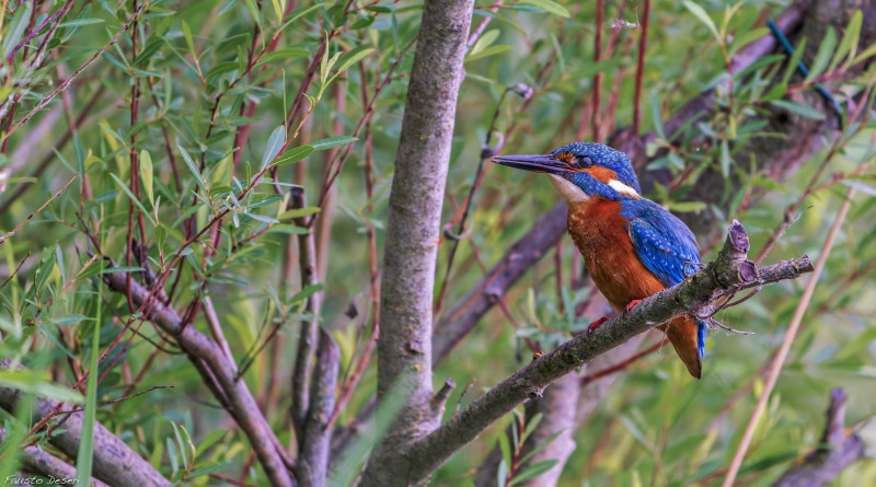 4K Common Kingfisher on Branches