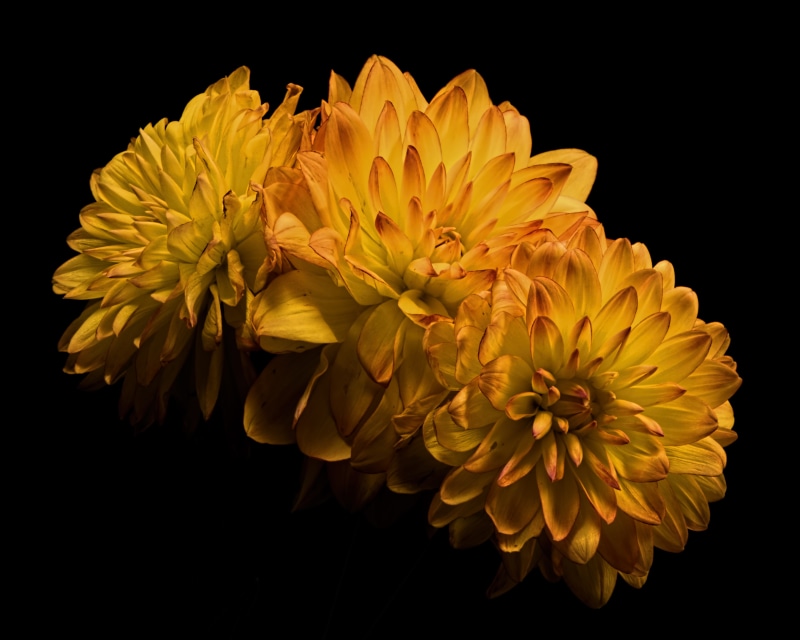 Three yellow chrysanthemums on a black background
