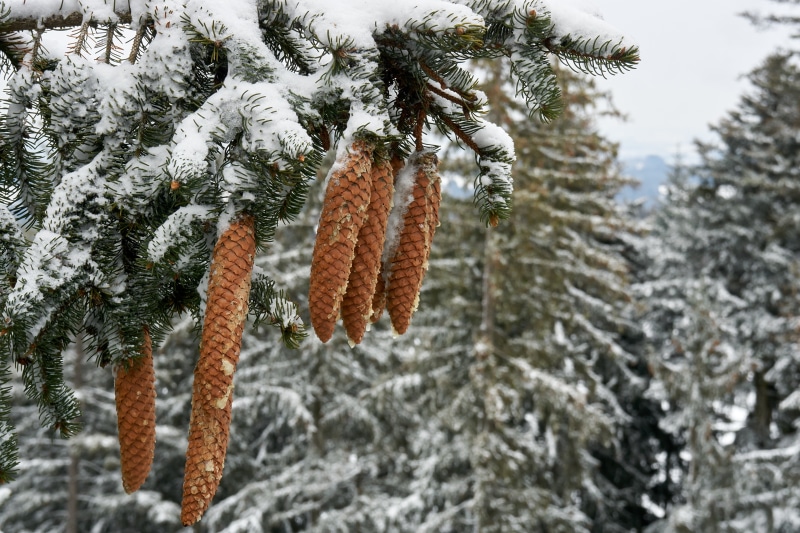 Pine cones on a snow-covered spruce branch