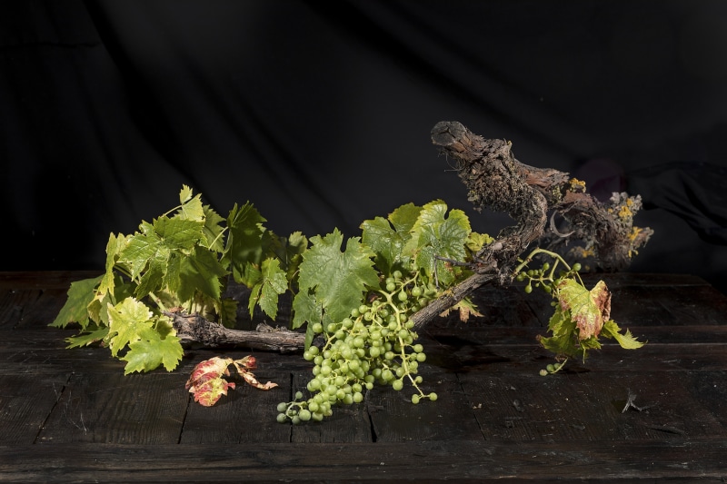 Grapes on a vine branch with leaves