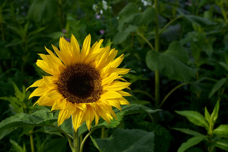 Sunflower with Bokeh Background