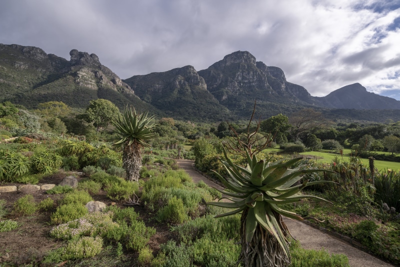 Botanical Garden with Mountains and Aloes