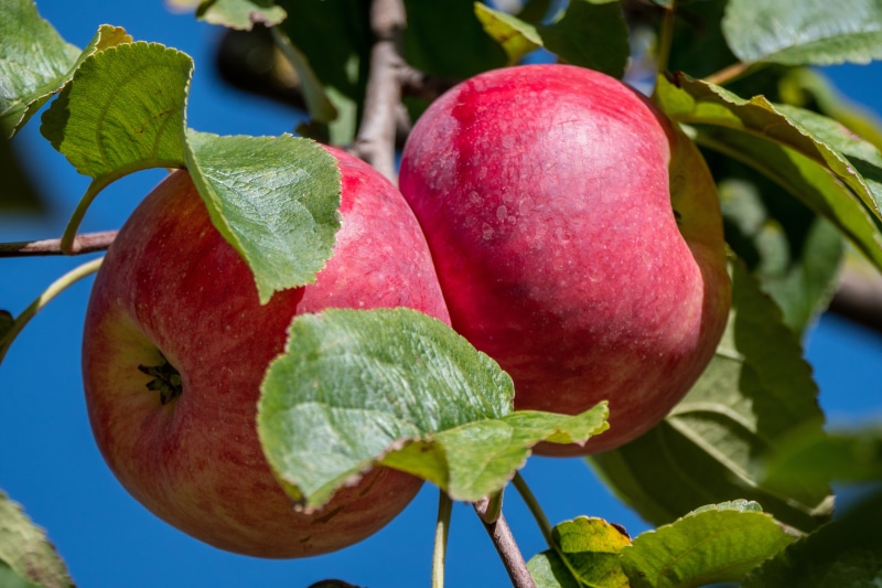 Two red apples on branches
