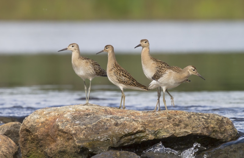 Four Wood Sandpipers on Rocks