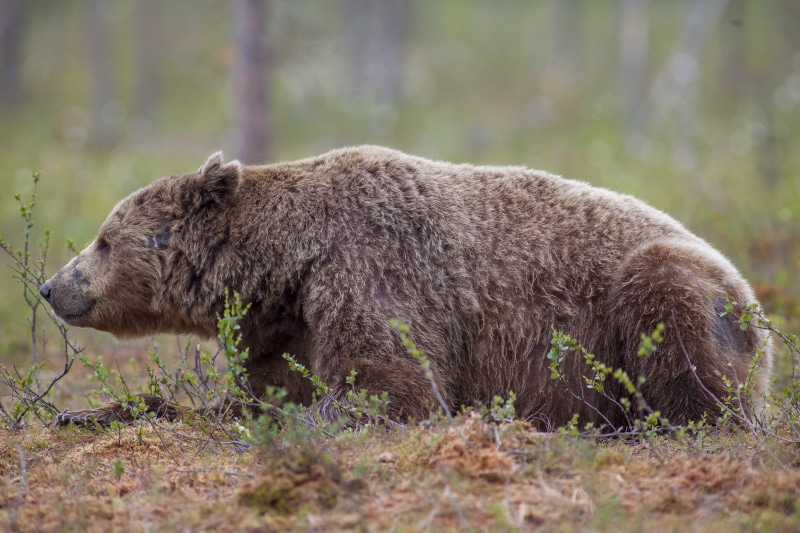 Brown bear lying down in a forest