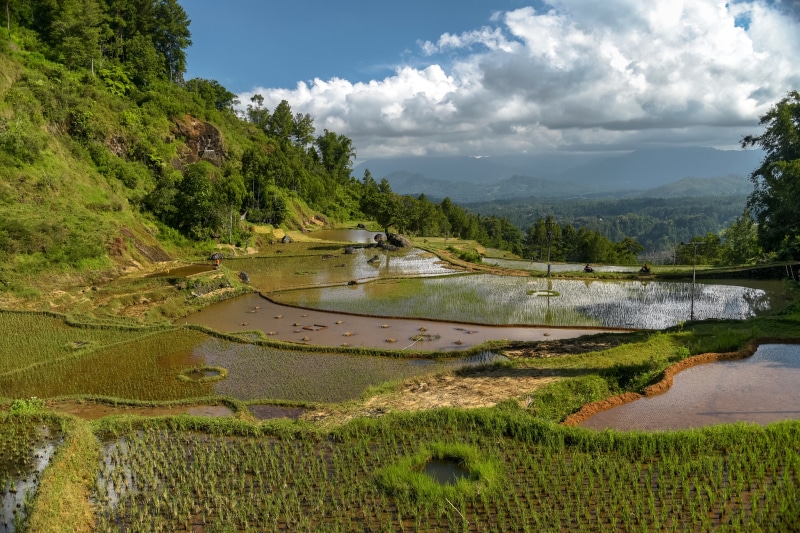 Terraced rice fields in Sulawesi, Indonesia