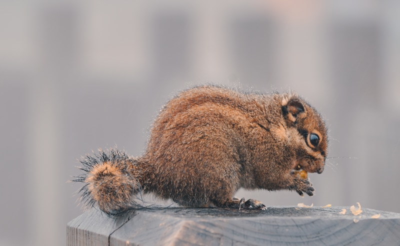Squirrel Eating on a Wooden Post