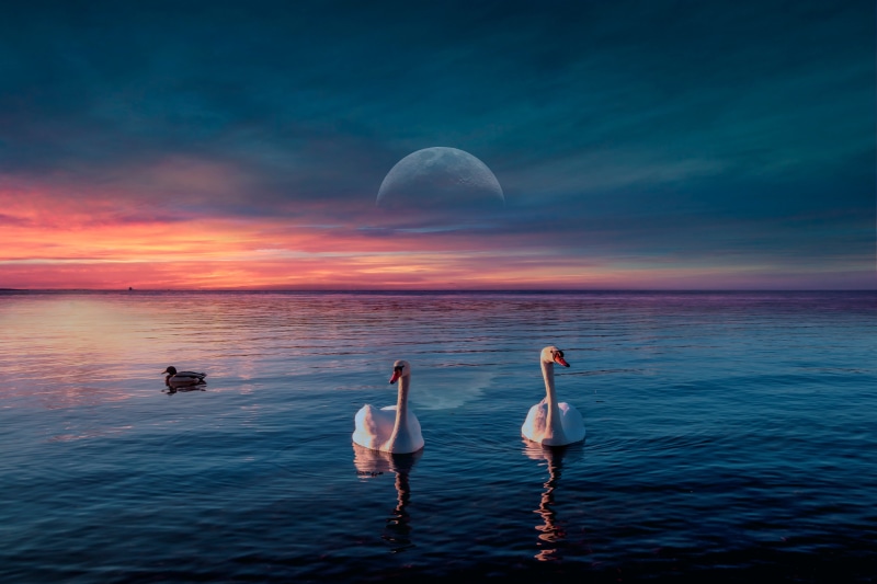Two swans and a duck on water with moon and sunset