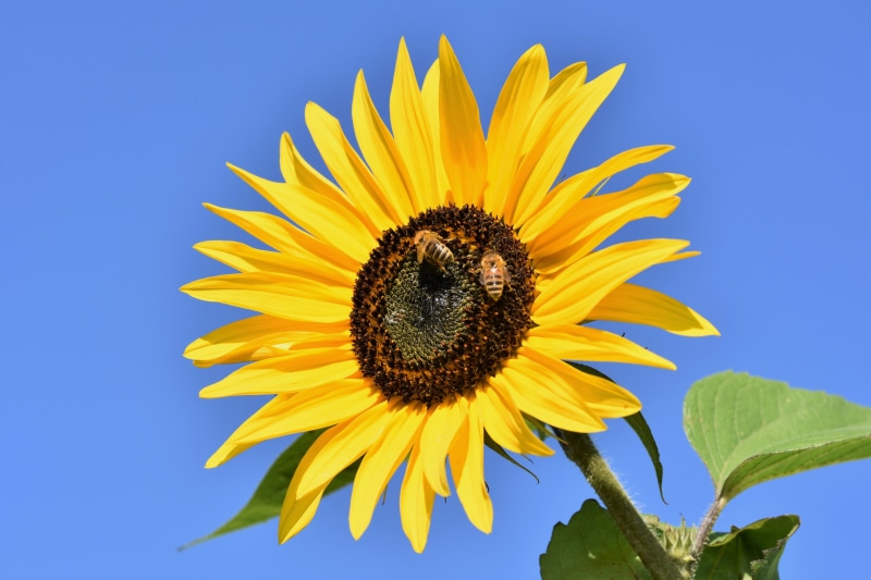 Sunflower with Bees on Blue Sky
