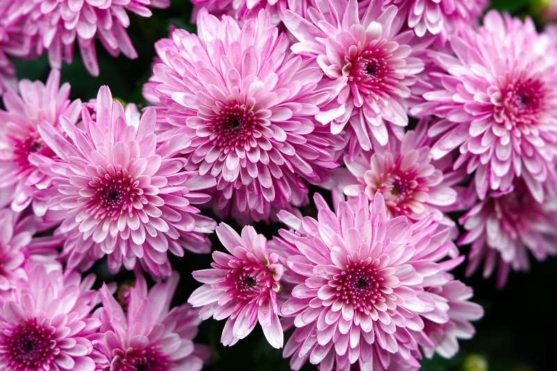 4K Pink Chrysanthemums