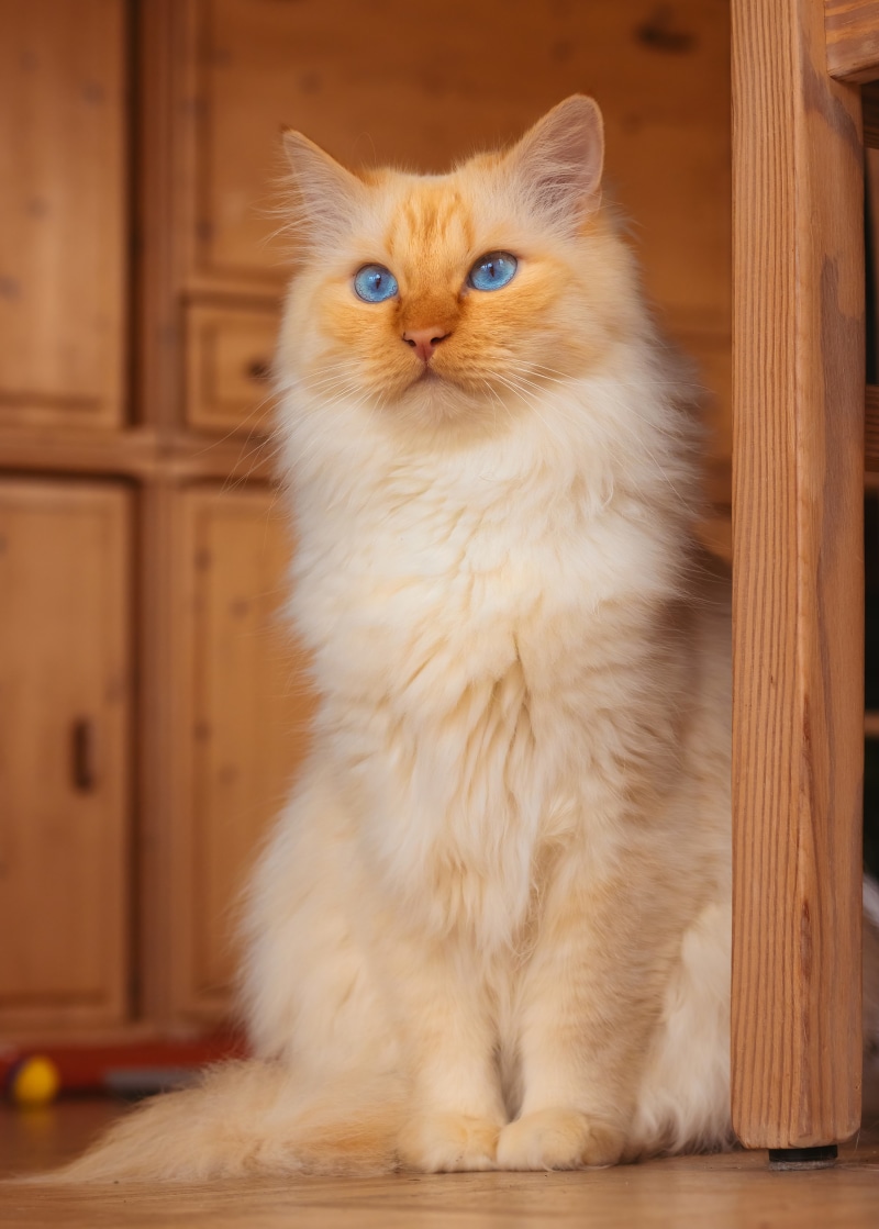 Flame point Siamese cat with blue eyes