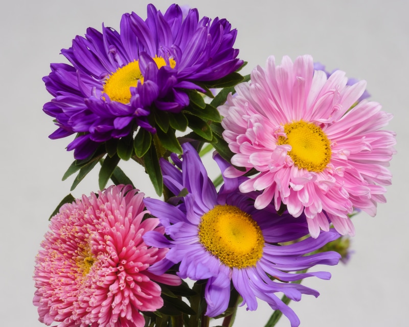 Asters flowers in purple and pink