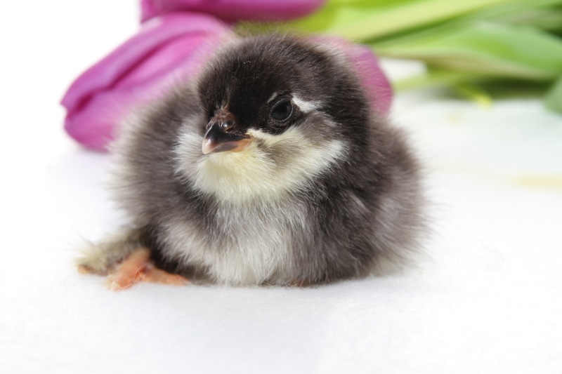 A fluffy chick with purple tulips